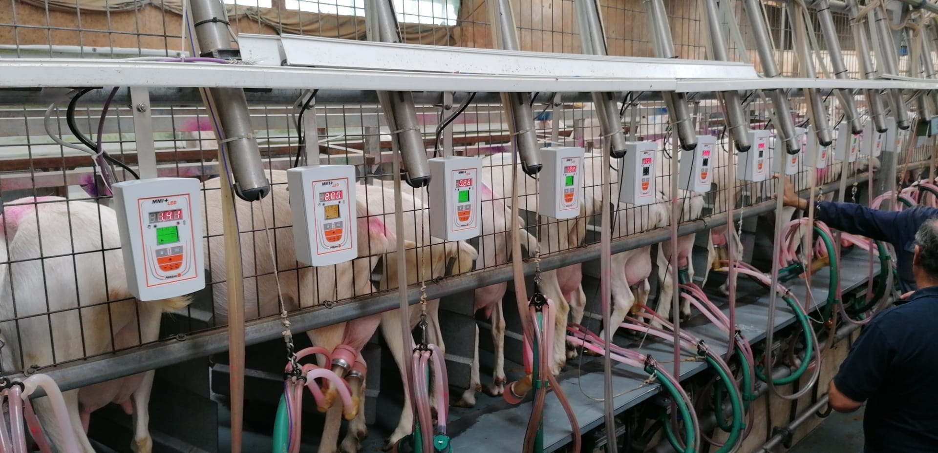 Portugal Update Goat Farm