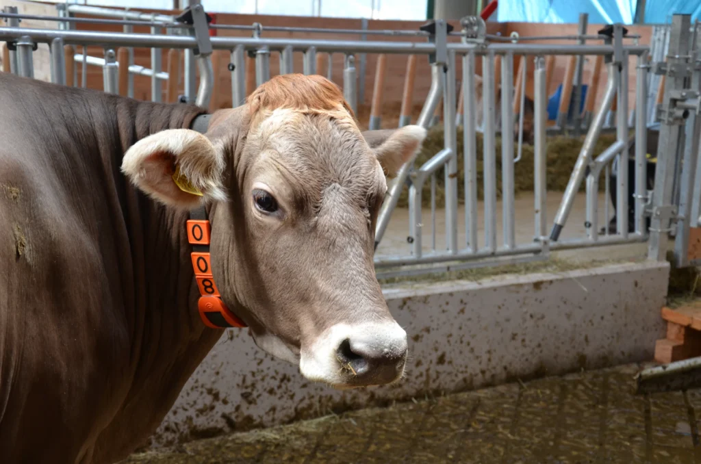 Cow with collar for heat detection