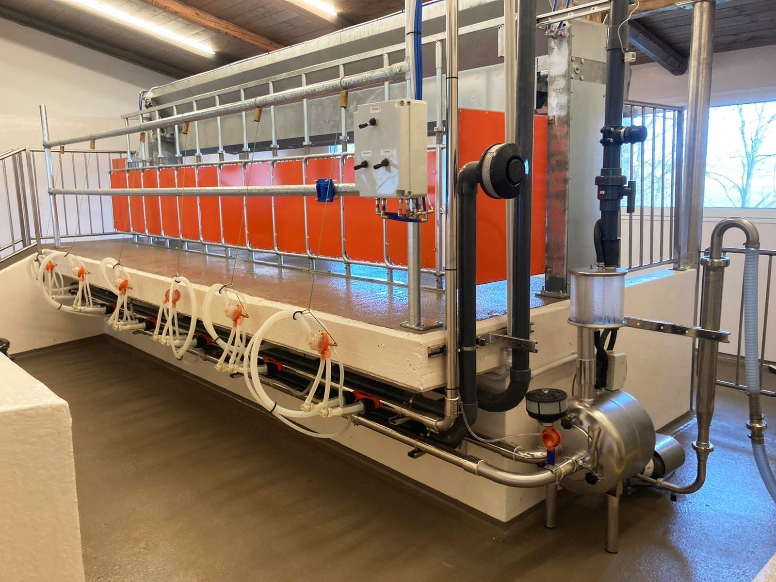 spain classic farm 150 sheeps